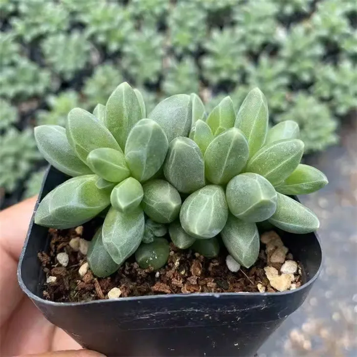 Pachyphytum Compactum Rose