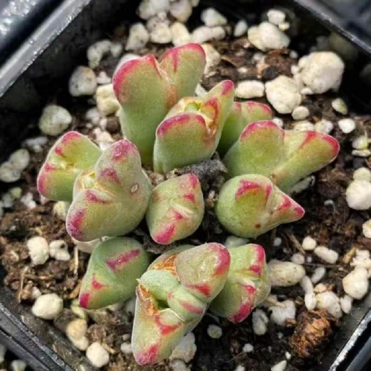 Conophytum SPP suppliers