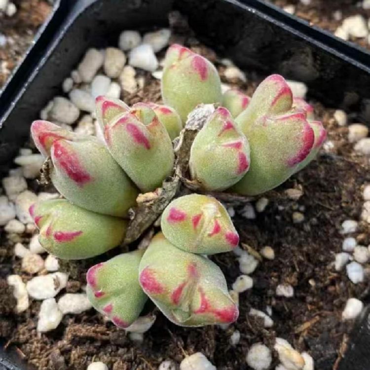 Conophytum SPP factory