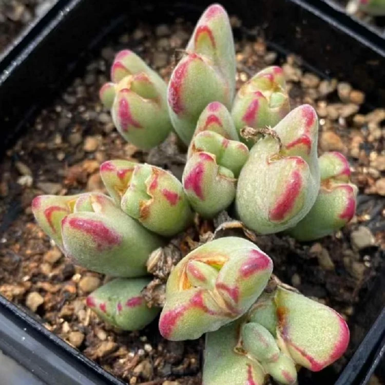 Conophytum SPP best