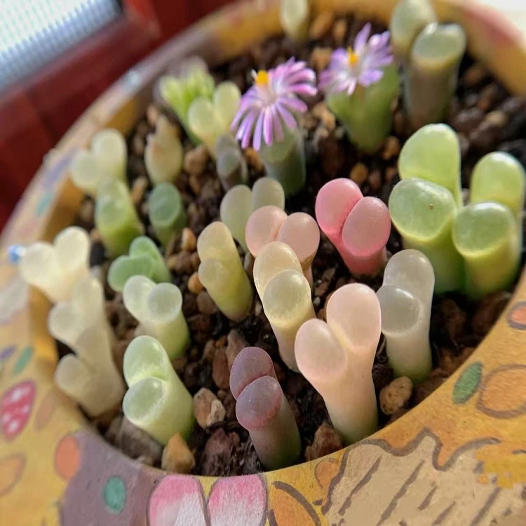 Conophytum Friedrichiae (Dinter) Schwantes