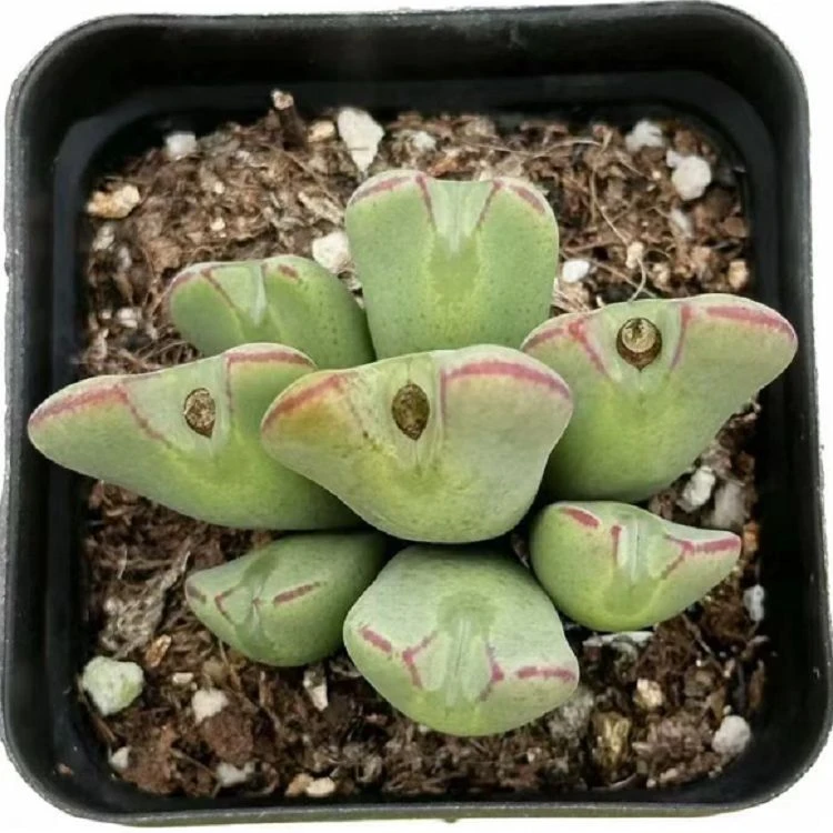 Conophytum SPP
