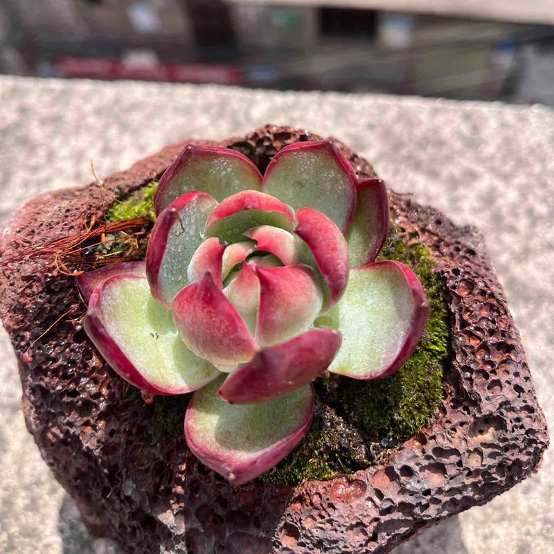 Echeveria Sensational