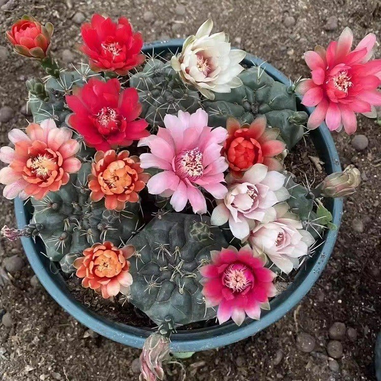 Gymnocalycium Baldianum factory