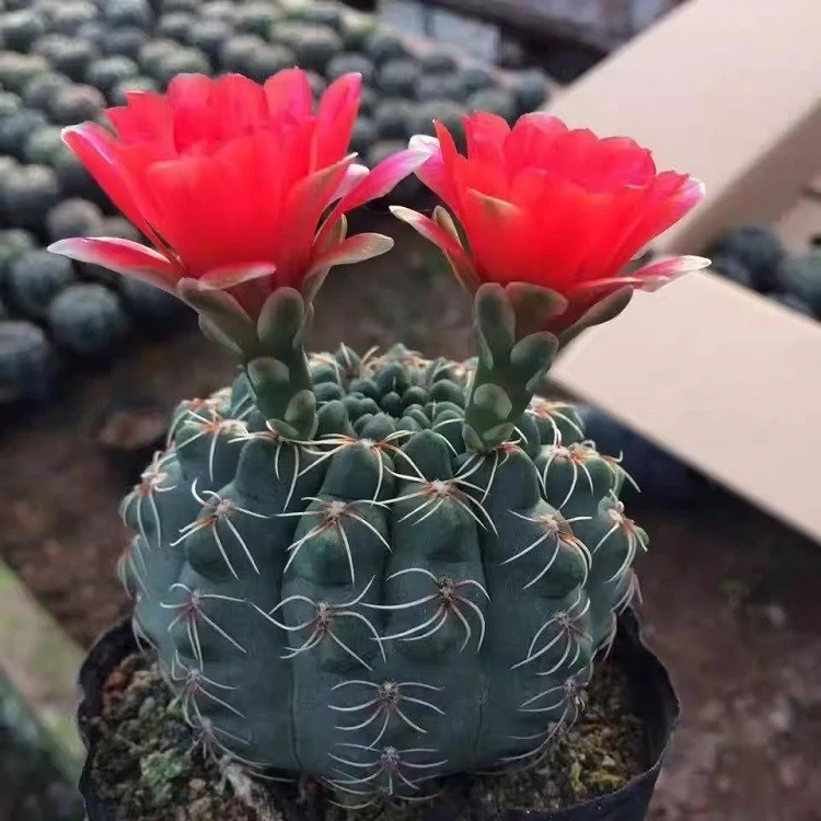 Gymnocalycium Baldianum suppliers