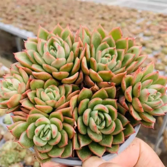 Echeveria Gilva’ Clustering